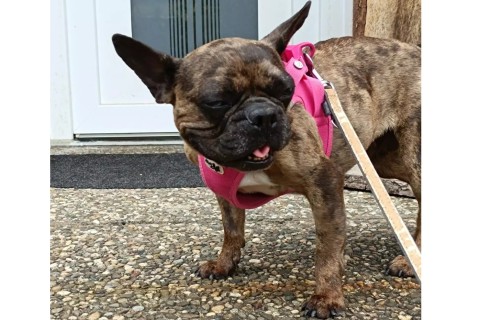 French Bulldog sucht neues Zuhause